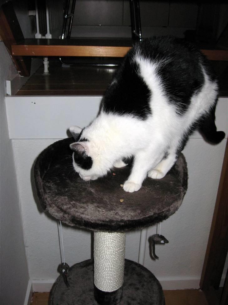 Huskat Vincent *R.I.P.1.-7.2010* - "Jaa, det holder det her!" billede 17