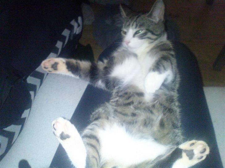 Blanding af racer Speedy billede 1