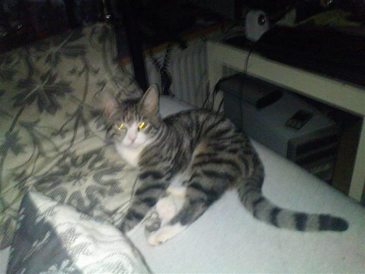 Blanding af racer Speedy billede 2