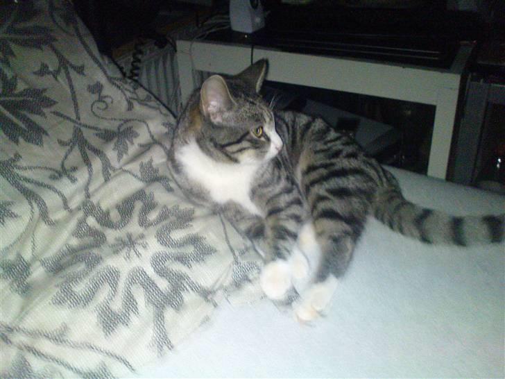 Blanding af racer Speedy billede 3