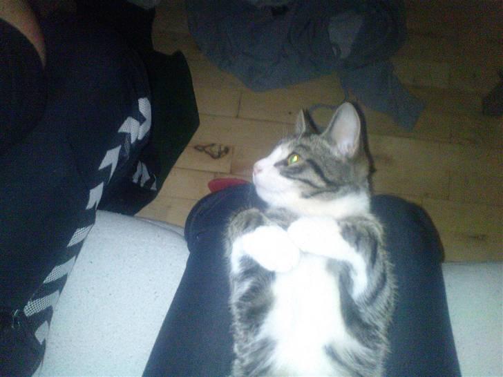 Blanding af racer Speedy billede 4