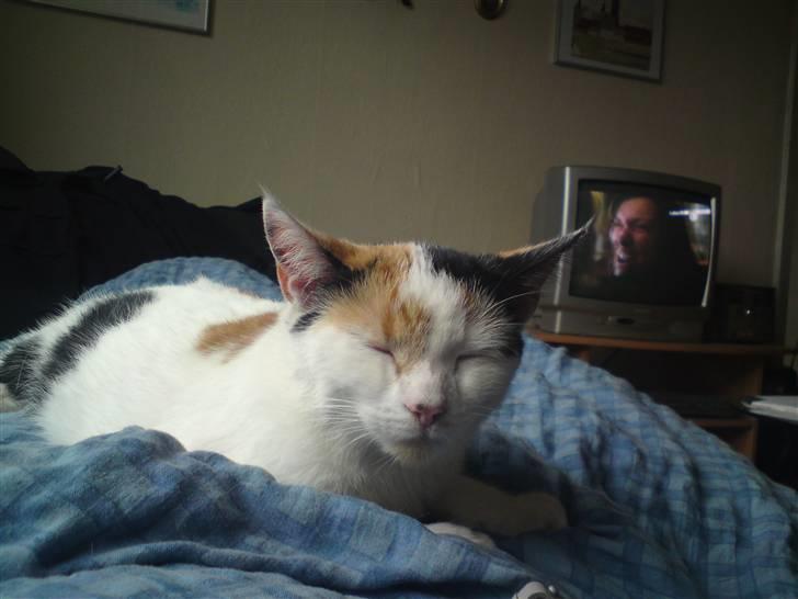 Huskat Mulle - der var jeg kun 1 år billede 1