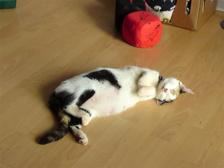 Huskat Mulle - dagen inden jeg fødte mine killinger :) billede 2