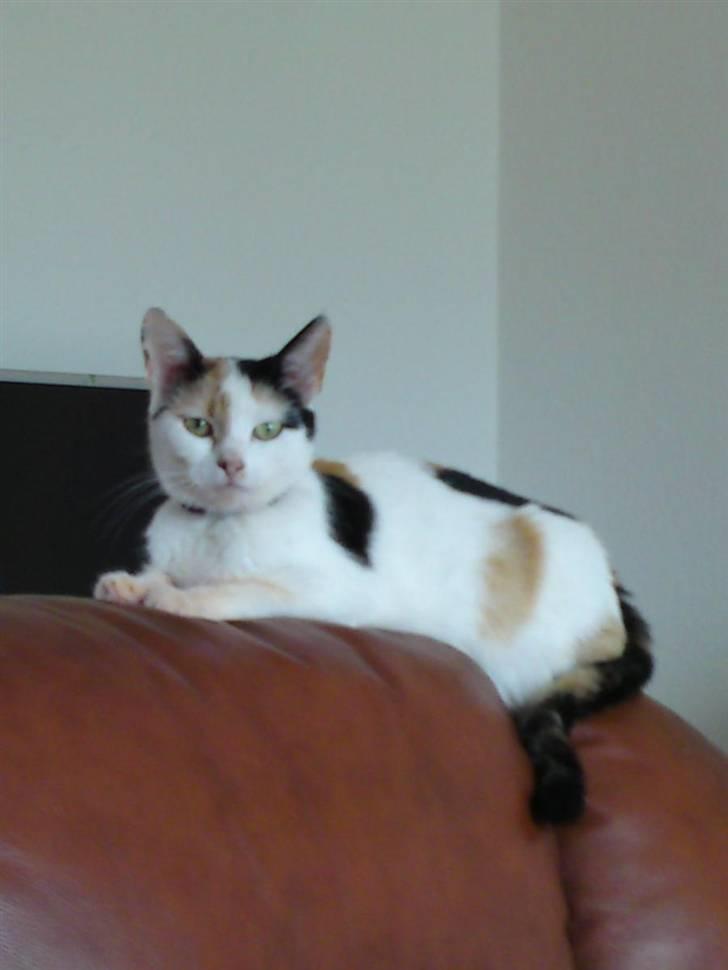 Huskat Mulle - :) billede 3