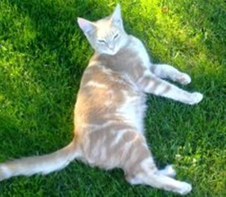 Huskat Anton billede 1