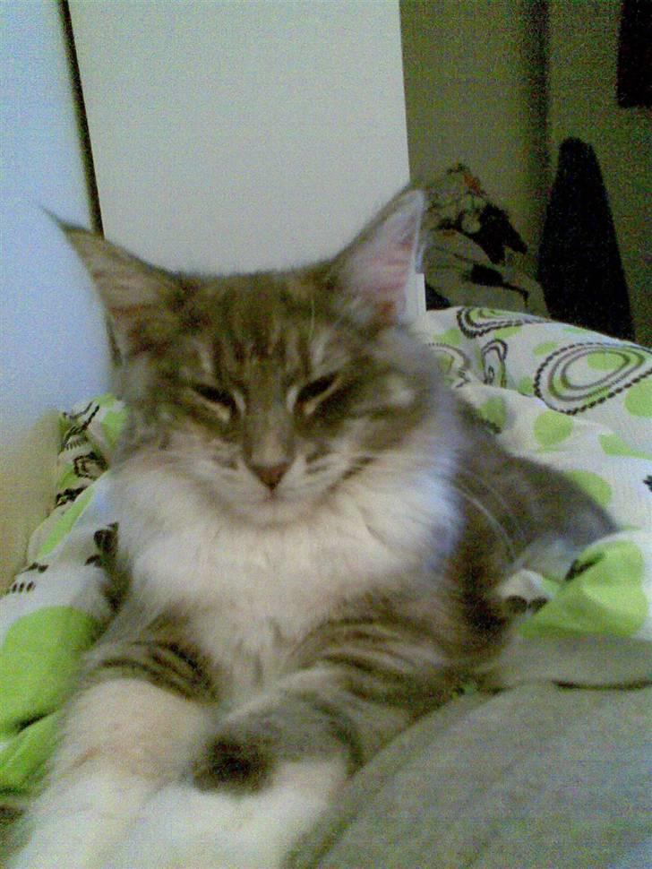 Norsk Skovkat julle billede 1