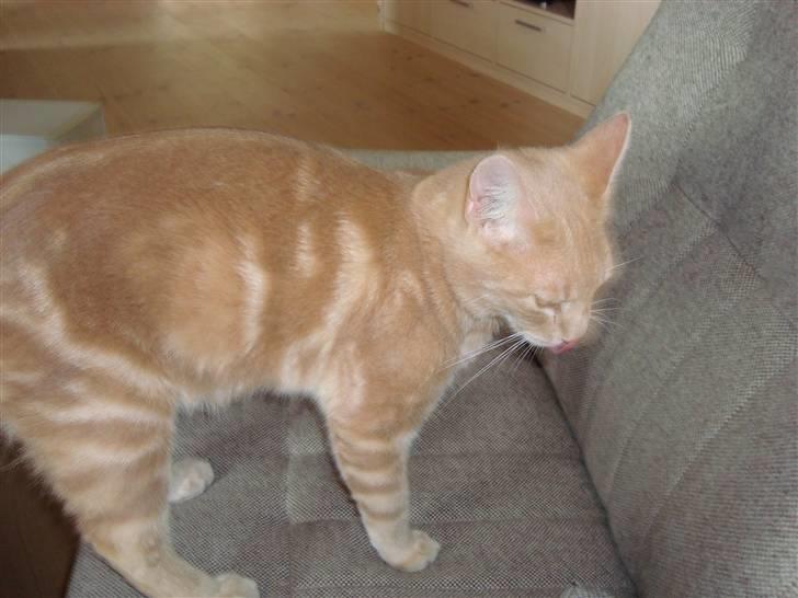 Huskat Anton billede 2