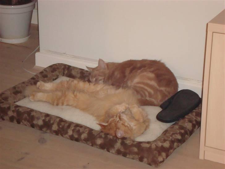 Huskat Anton billede 3