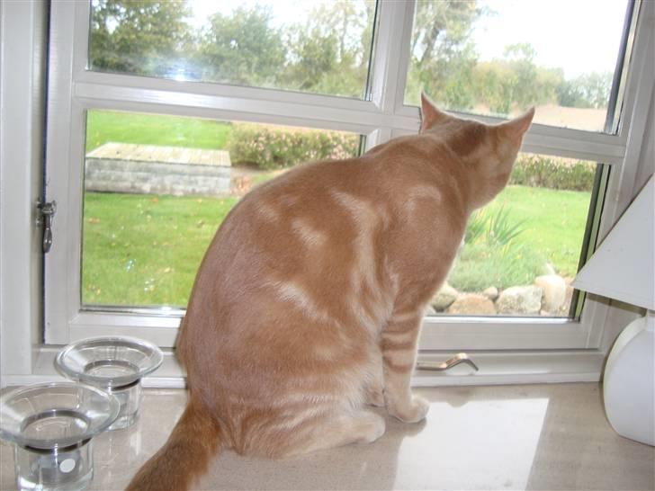 Huskat Anton billede 4