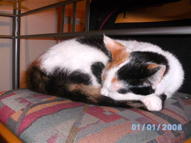 Huskat Mulle - årh tager lige en slapper :) billede 4