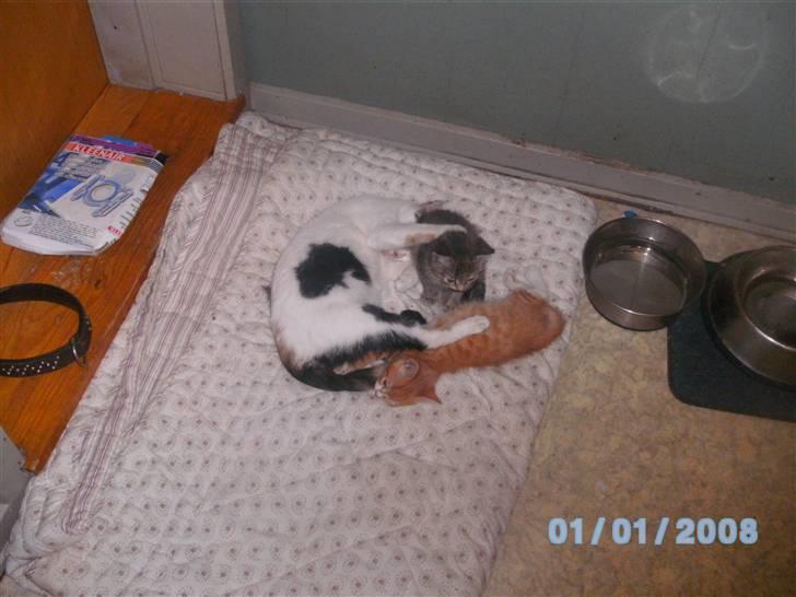 Huskat Mulle - Jeg er plejemor :)  billede 5