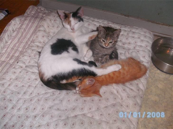 Huskat Mulle - Jeg er plejemor :)  billede 6