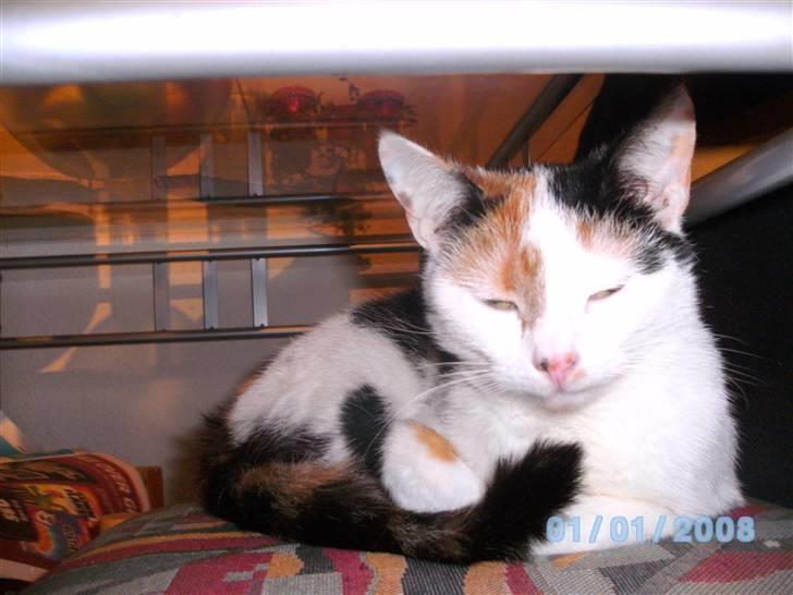 Huskat Mulle billede 7