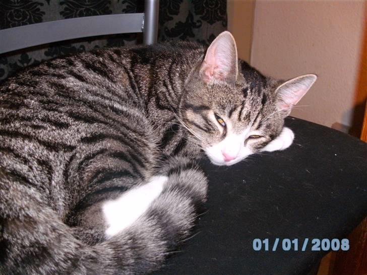 Blanding af racer Speedy billede 5