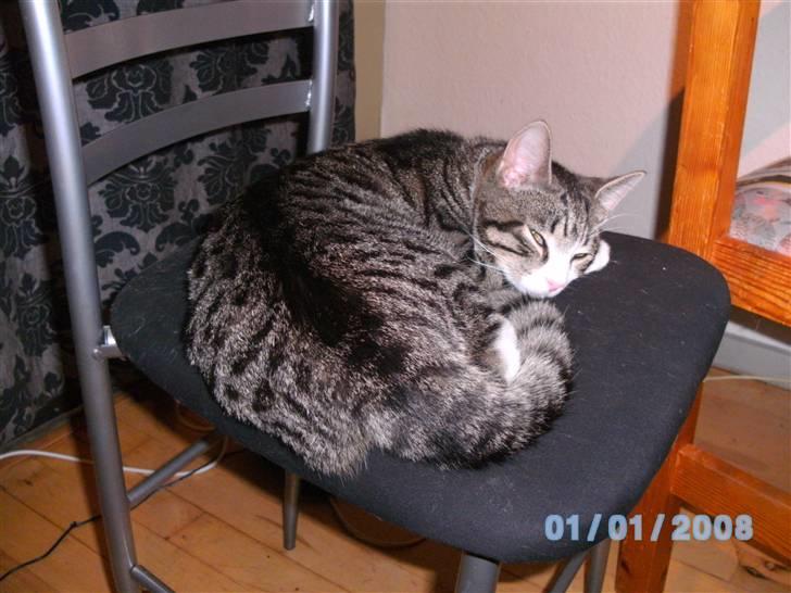 Blanding af racer Speedy billede 6