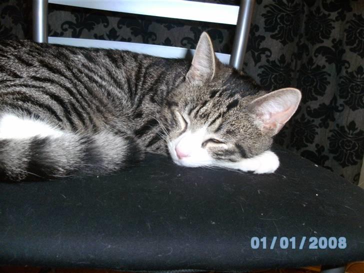 Blanding af racer Speedy billede 7