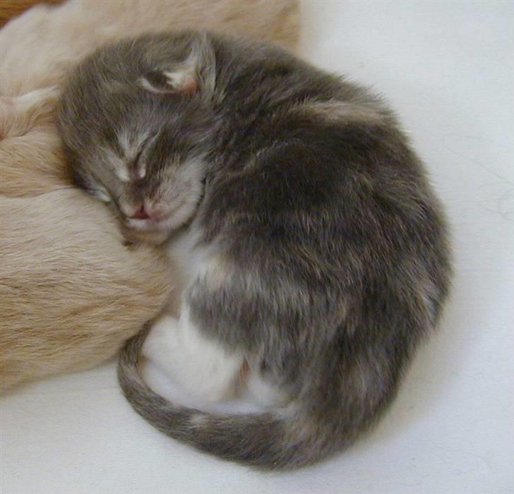 Norsk Skovkat julle billede 2