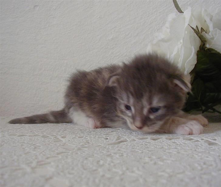 Norsk Skovkat julle billede 3