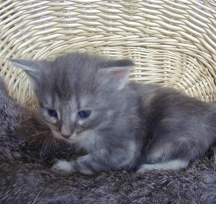 Norsk Skovkat julle billede 4