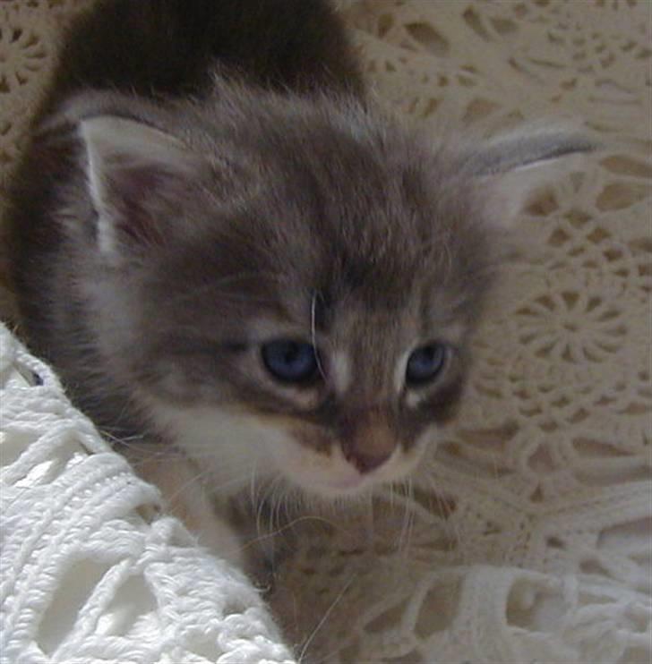 Norsk Skovkat julle billede 5