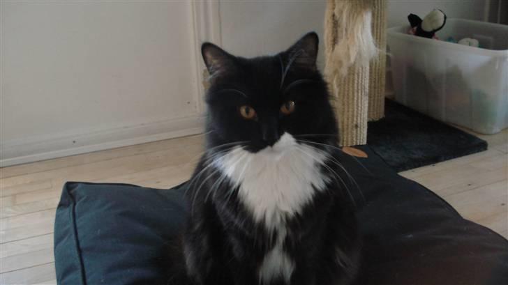 Maine Coon Phoebe billede 1