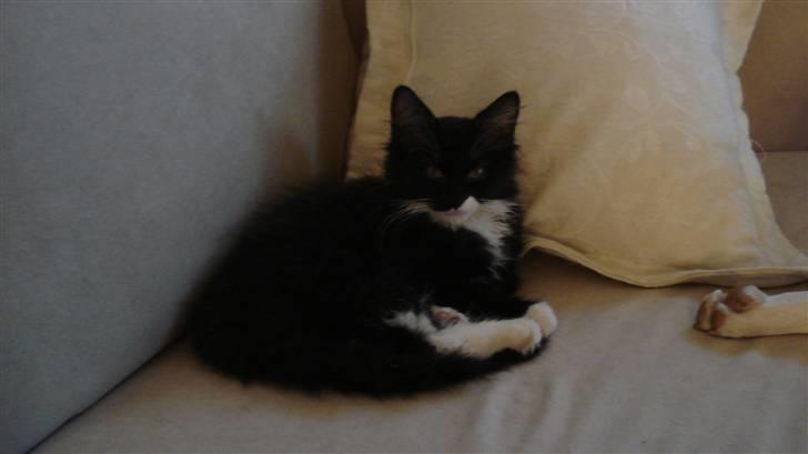 Maine Coon Phoebe billede 2