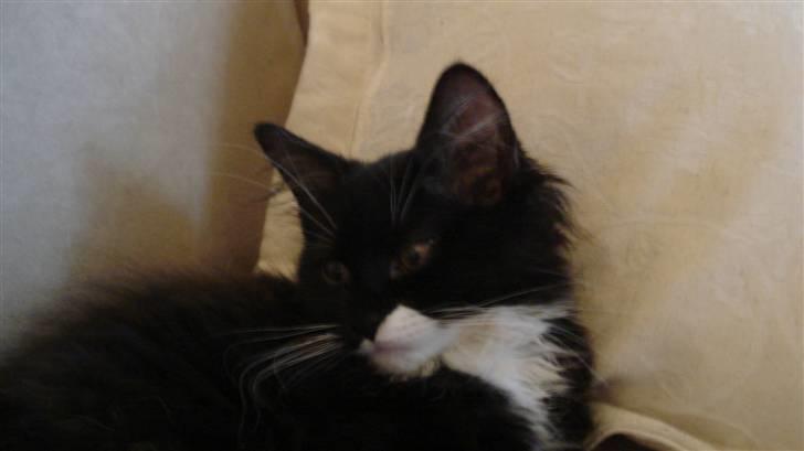 Maine Coon Phoebe billede 3