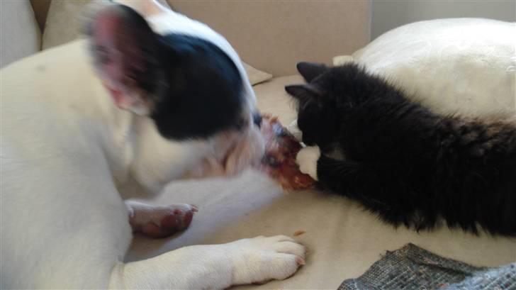 Maine Coon Phoebe billede 4