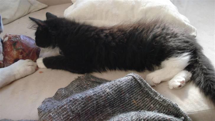 Maine Coon Phoebe billede 5