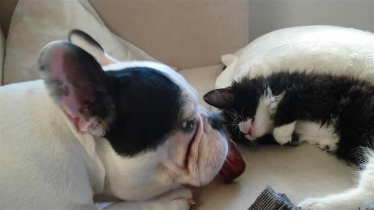 Maine Coon Phoebe billede 6