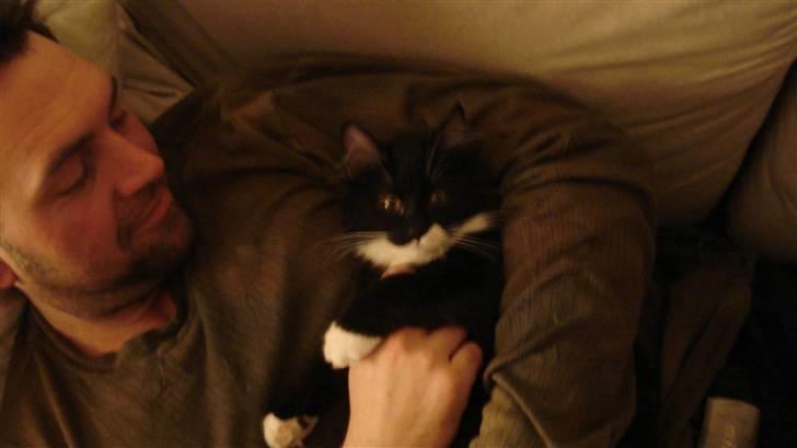 Maine Coon Phoebe billede 7