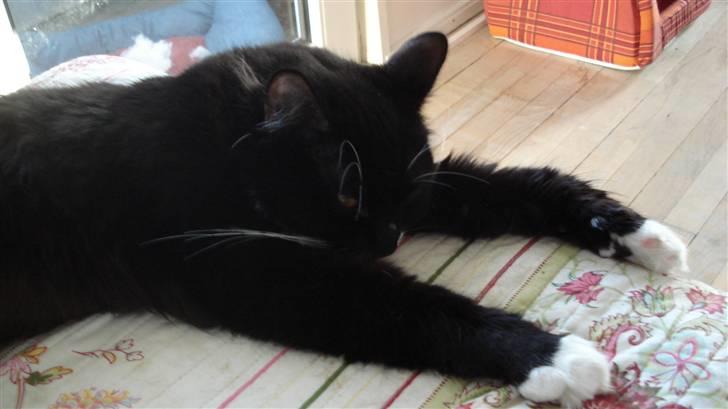 Maine Coon Phoebe billede 8