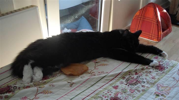 Maine Coon Phoebe billede 9