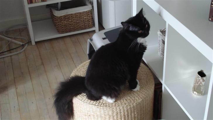 Maine Coon Phoebe billede 10