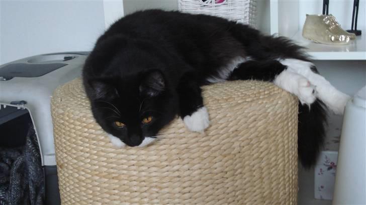 Maine Coon Phoebe billede 11