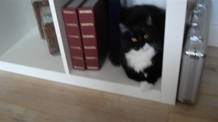 Maine Coon Phoebe billede 12