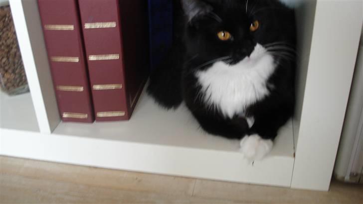 Maine Coon Phoebe billede 13