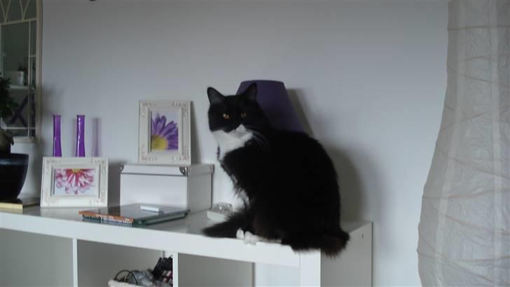 Maine Coon Phoebe billede 14