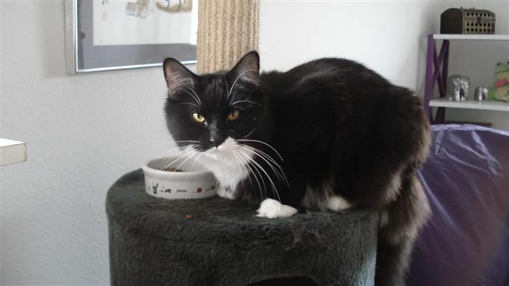 Maine Coon Phoebe billede 15