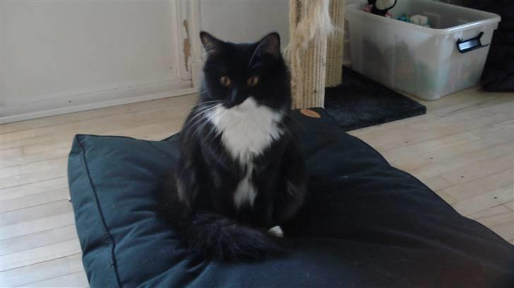 Maine Coon Phoebe billede 16