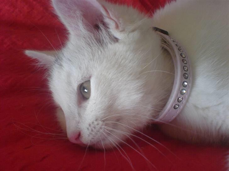 Huskat Angel <3 - My Angel <3 Min lille Prinsesse (´: I Love You! billede 1