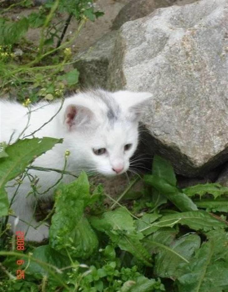 Huskat Angel <3 billede 2