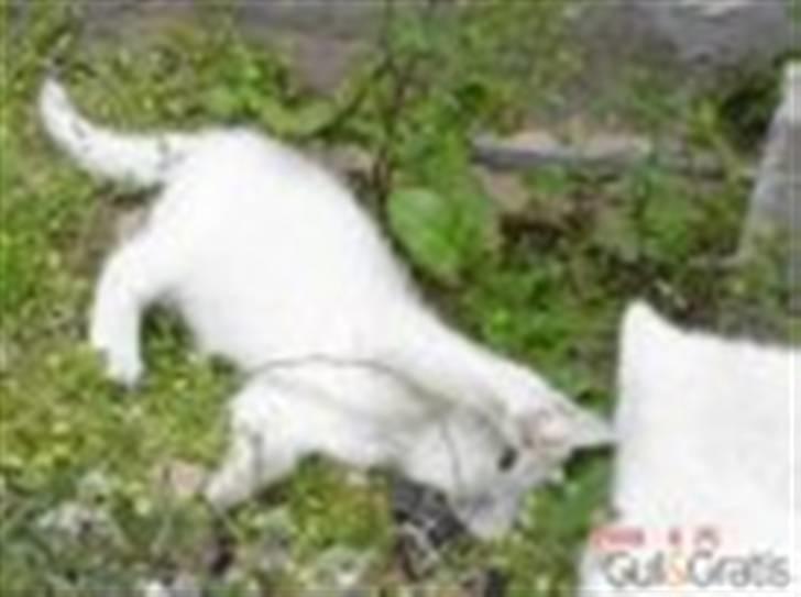 Huskat Angel <3 billede 3