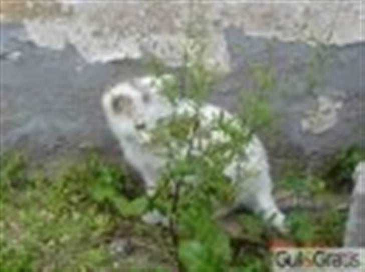 Huskat Angel <3 billede 4