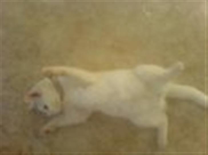 Huskat Angel <3 billede 5