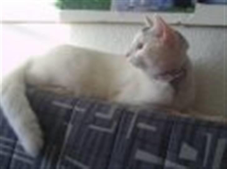 Huskat Angel <3 billede 6