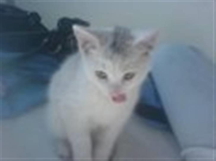 Huskat Angel <3 billede 7