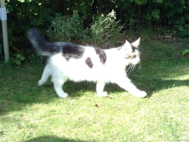 Maine Coon Sheercoons Ozzy billede 2