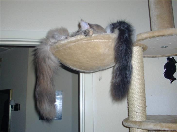Maine Coon Sheercoons Ozzy billede 3