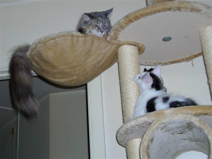 Maine Coon Sheercoons Ozzy billede 4